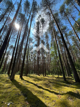 Россия, Вологодская область, Никольский муниципальный округ, село Светлый Ключ