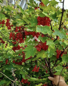 Россия, Вологодская область, Грязовецкий муниципальный округ, деревня Спасское, 62