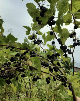 Россия, Вологодская область, Грязовецкий муниципальный округ, деревня Спасское, 62