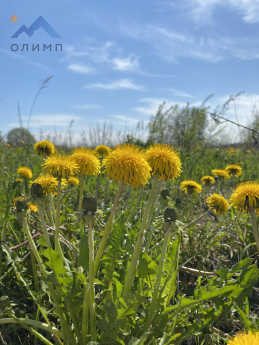 Вологодская область, деревня Кулеберево 14381