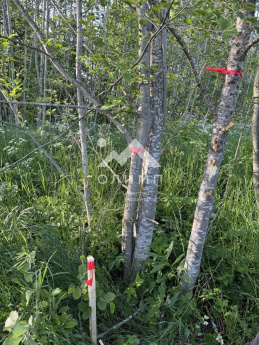 Россия, Вологодский муниципальный округ, деревня Матвеевское (Марковский сельсовет)