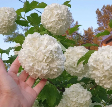 Россия, Вологодский муниципальный округ, садоводческое товарищество Сосенка